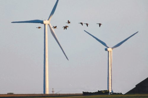 大自然保護(hù)協(xié)會(huì)認(rèn)為 風(fēng)能開發(fā)應(yīng)規(guī)避生態(tài)脆弱區(qū)