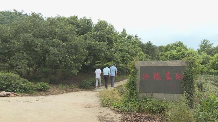 插上?“互聯(lián)網(wǎng)+”翅膀 長興讓新鮮楊梅“遠(yuǎn)走高飛”